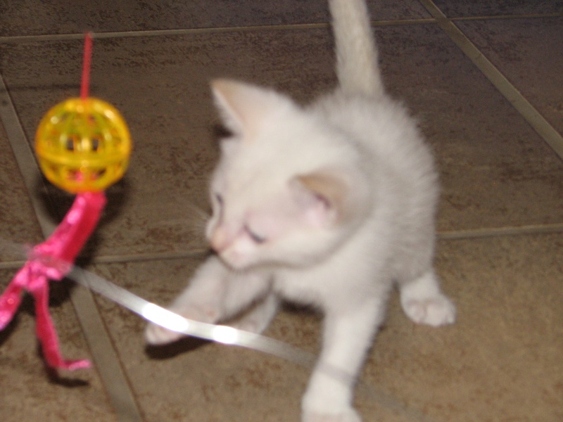 2009/09(September)/New_Kittens/800x600_20100206 418.JPG